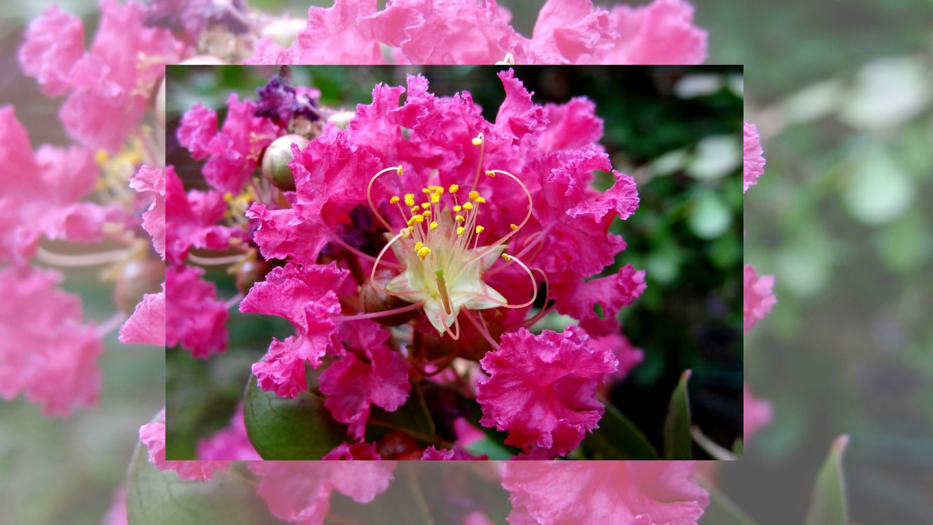 Tổng Quan Về Cây Hoa Tường Vi